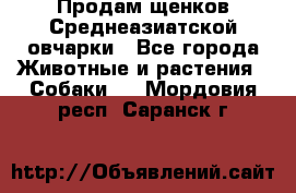 Продам щенков Среднеазиатской овчарки - Все города Животные и растения » Собаки   . Мордовия респ.,Саранск г.